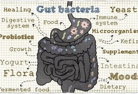 An illustration of the gut