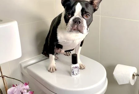 Dog on the toilet seat