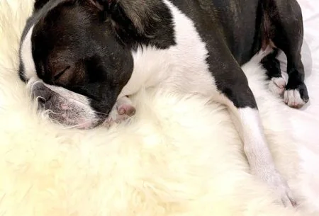 Dog on white fur blanket