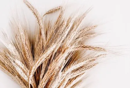 A bunch of wheat on a white background