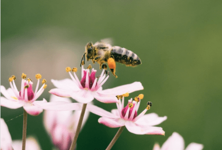 View Could probiotics help to save the bees? A zoomed in image of a wasp collecting pollen from a flower