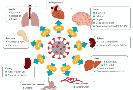 View How to stop long-Covid ruining your festive buzz Detailed map-style illustration demonstrating various vital organs throughout the body