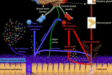 View Could ‘psychobiotics’ be the new antidepressant? Detailed illustration of brain and its firing mechanisms