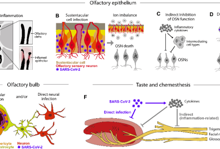 View Dealing with Covid-induced taste loss? I’ve got you covered… Detailed illustration showing diagram of olfactory epithelium