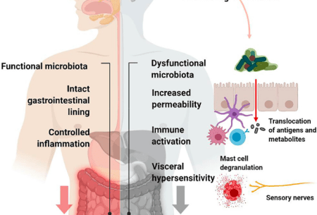 Illustrated image of upper body highlighting areas of gut function