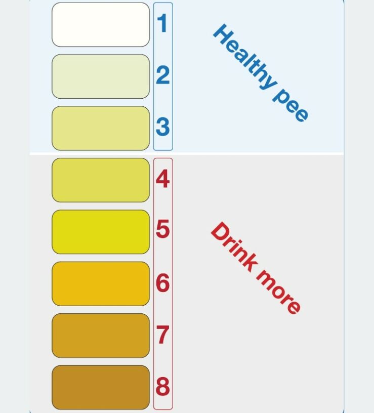 NHS hydration chart showing light to dark colour pee and what this means in terms of hydration health